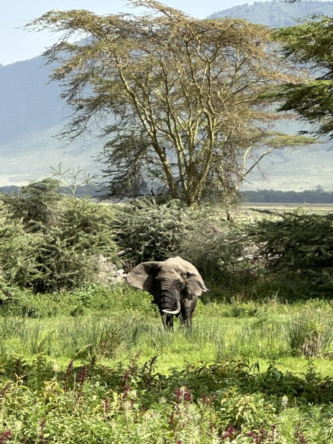 10 Interesting Facts About Tanzania, Mount Kilimanjaro, And The Serengeti