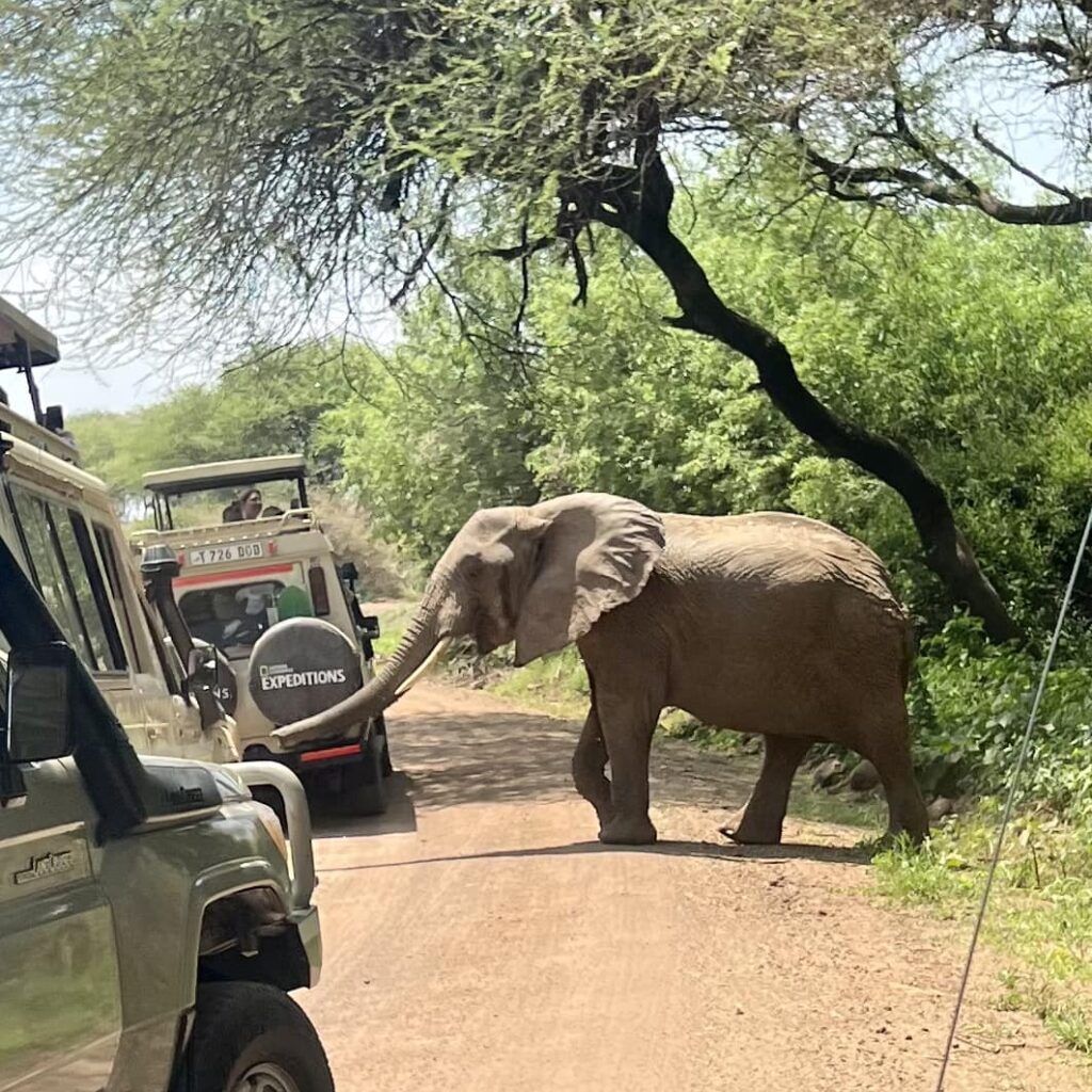 Should I Take A Safari In East Africa (Tanzania Or Kenya) Or South Africa?