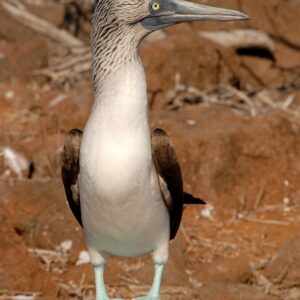 What Is The Best Time To Go To The Galapagos Islands And What Will You See There?