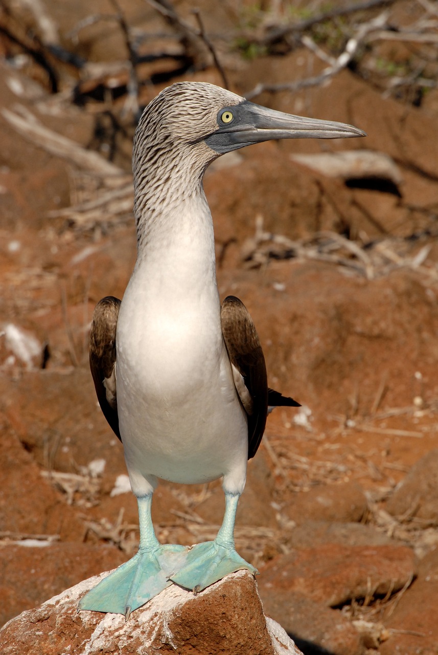 What Is The Best Time To Go To The Galapagos Islands And What Will You See There?