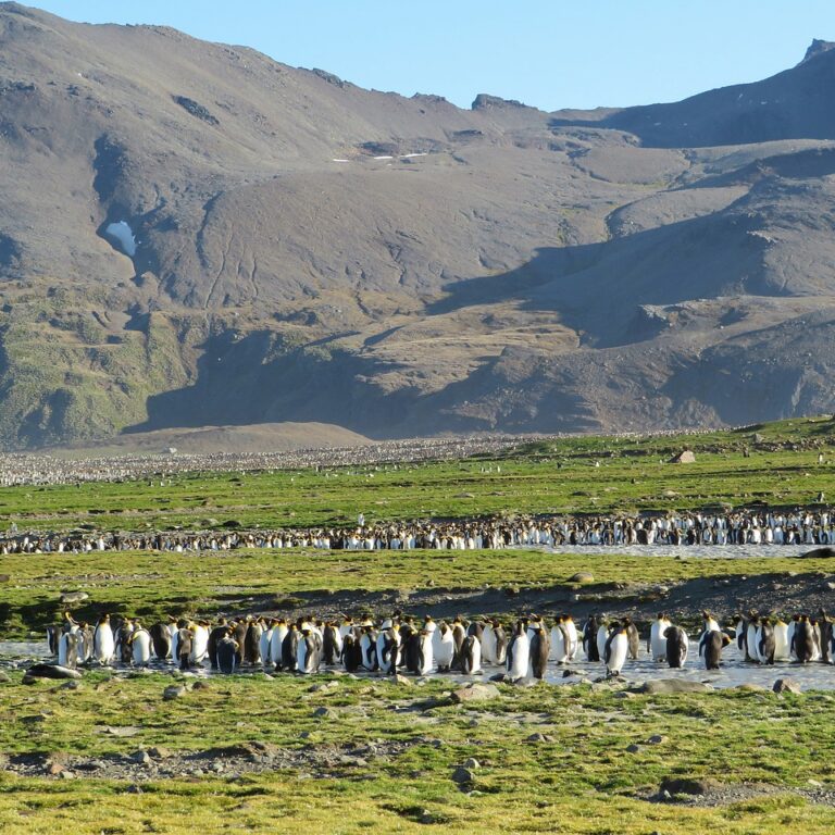 Itineraries south georgia, penguins, king penguins-4702139.jpg