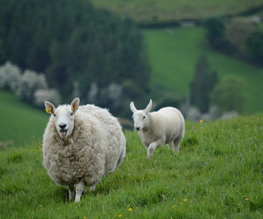 nature, animals, sheep-2396309.jpg