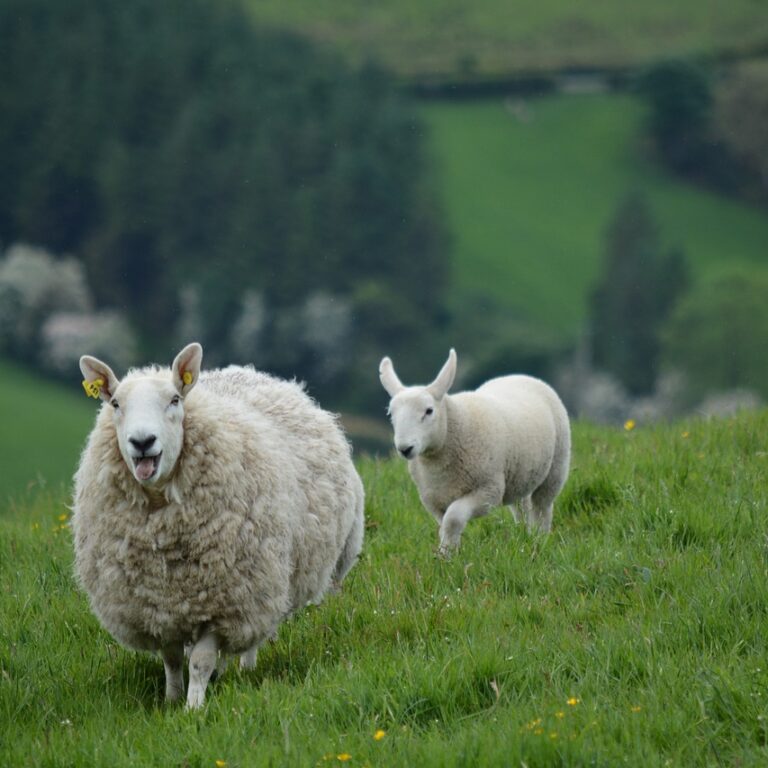 nature, animals, sheep-2396309.jpg