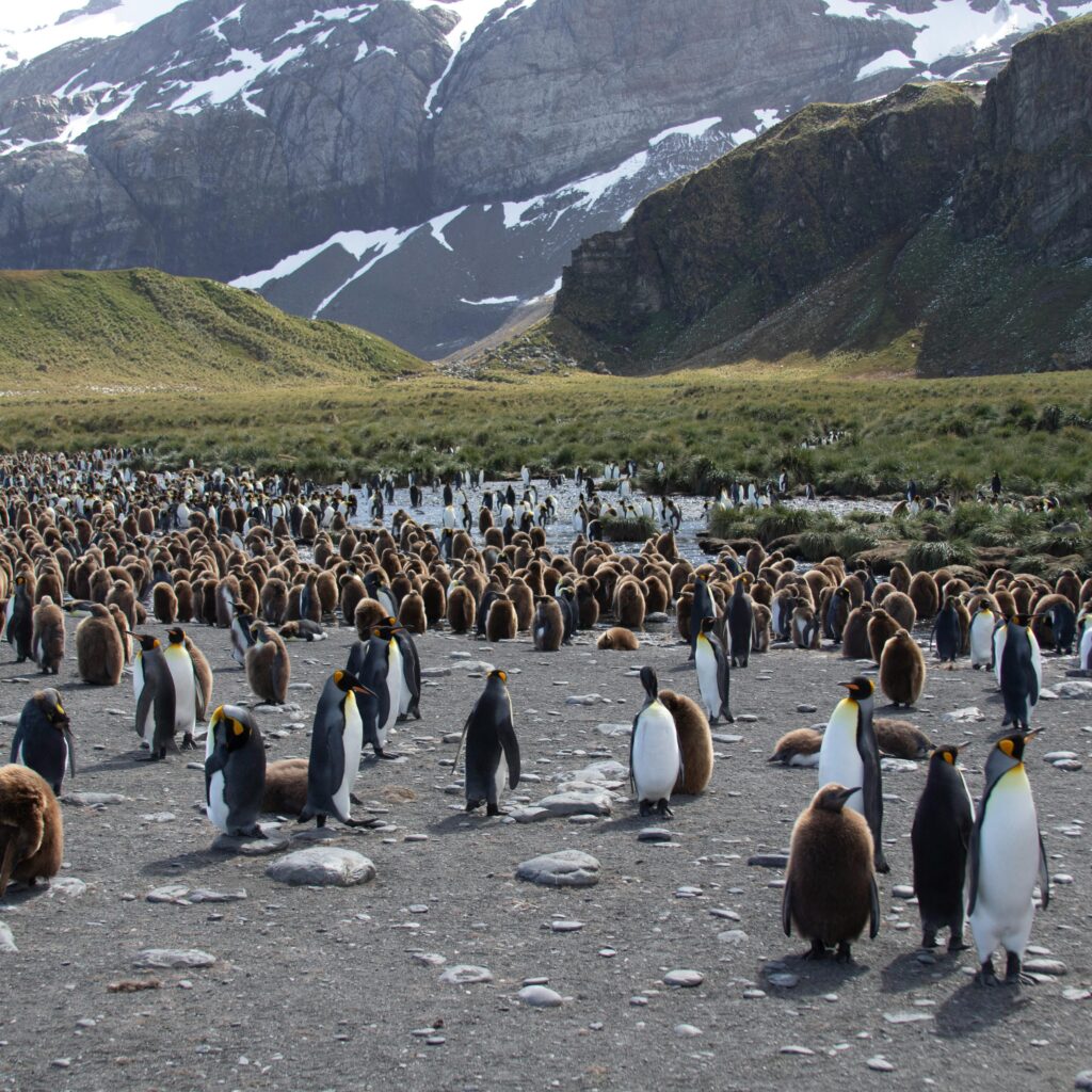 Penguins Near a River Surrounded by Green Grass