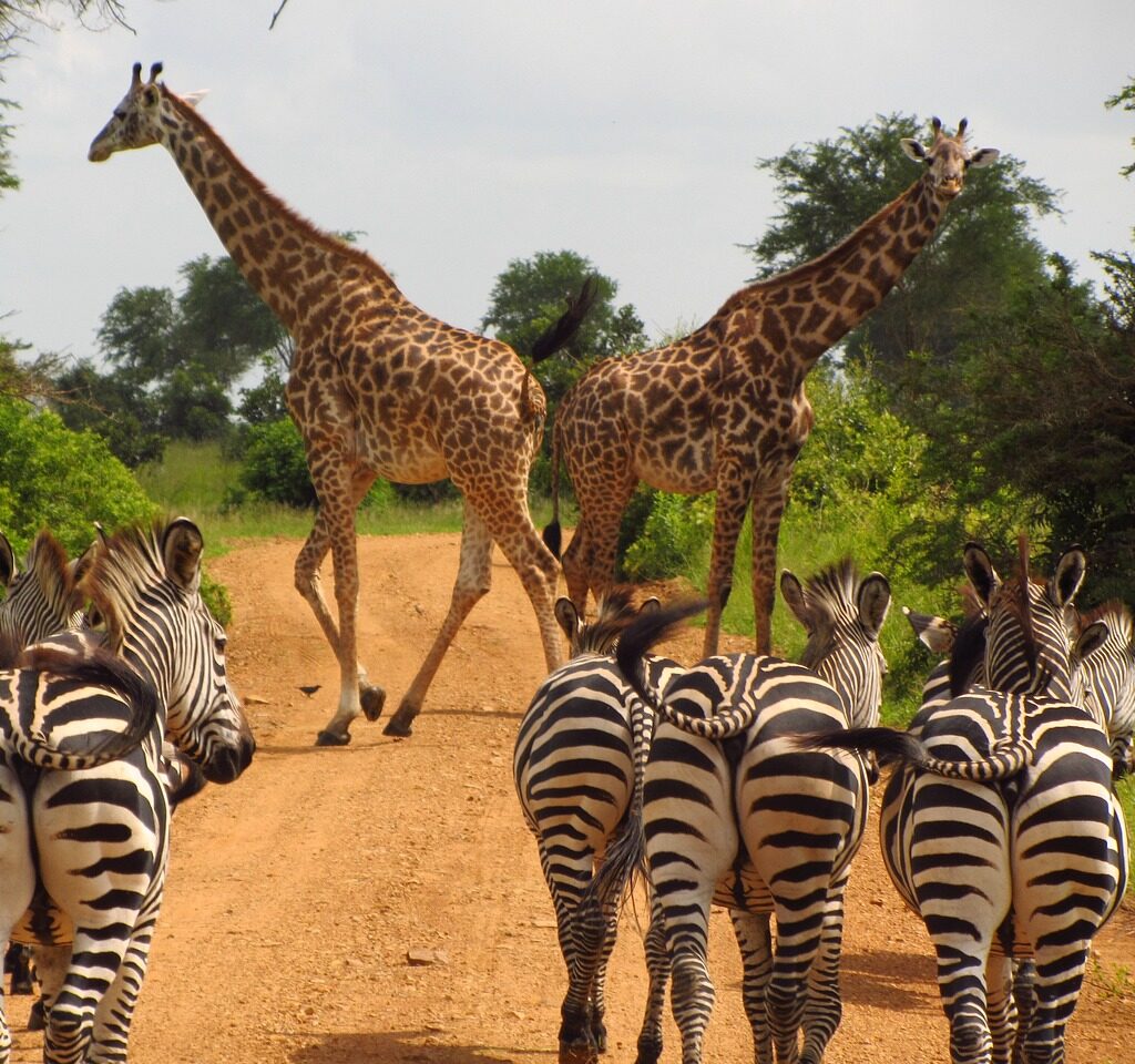 zebras, tanzania, mikumi