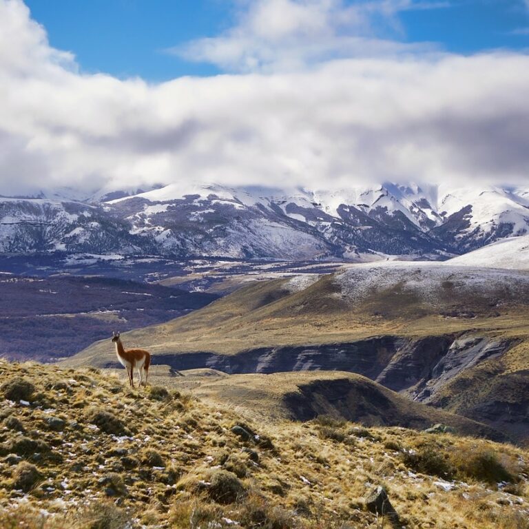 mountains, animal, clouds