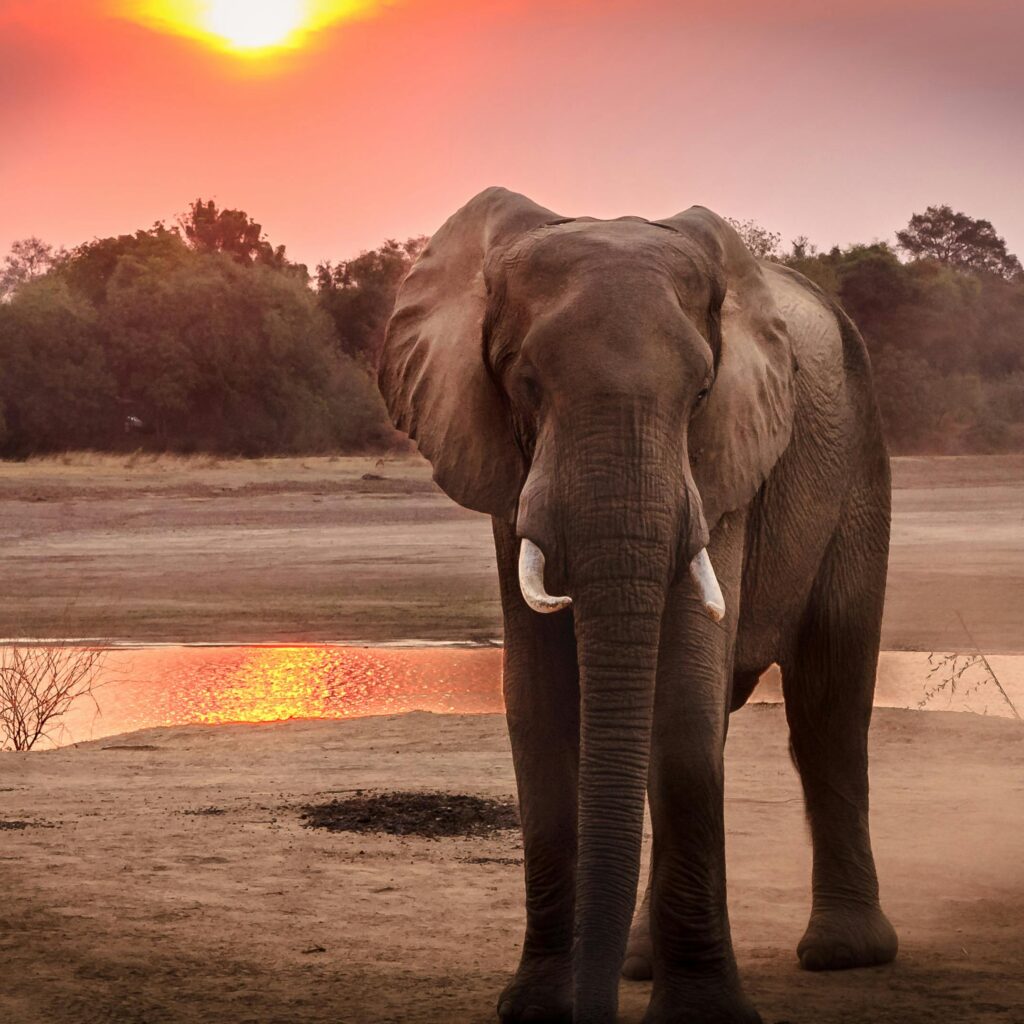 A stunning portrait of an African elephant at sunset near a serene riverbank.