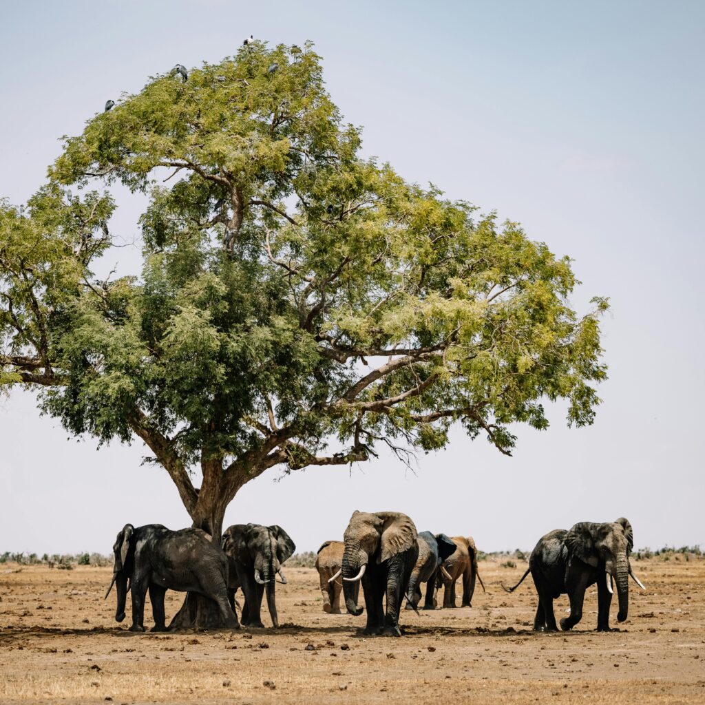 Elephants on Brown Field