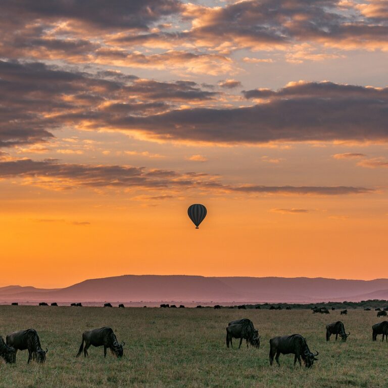 safari, hot air balloon, sunset