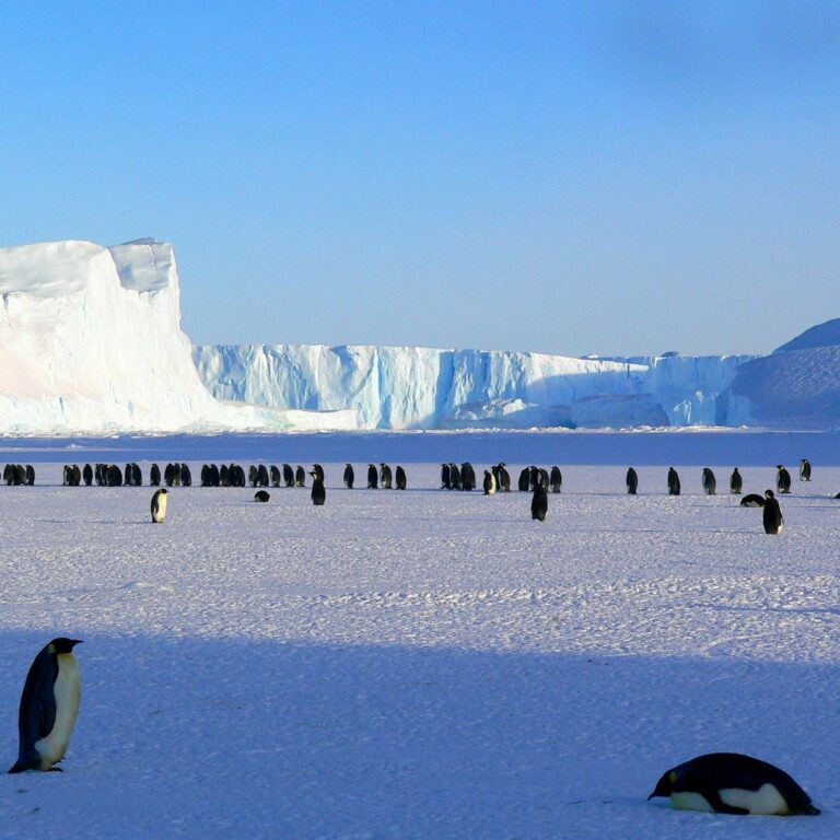 A colony of emperor penguins on the icy plains of Antarctica with a massive glacier in the background.