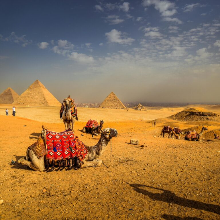 Captivating view of camels resting with the iconic pyramids in the Egyptian desert.