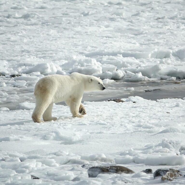 polar bear, arctic, ice, landscape, predator, snow, nature, polar bear, polar bear, polar bear, polar bear, polar bear