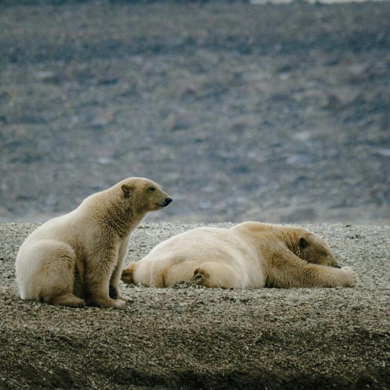 Two polar bears resting on rocky ground, displaying calmness in a natural habitat.